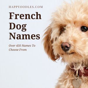 Cavapoo Names, Old Money Dog, French Dog Names, Beautiful Dog Names, French Boys Names, Dog Name Ideas, Dog Names Unique, Boy Dog Names