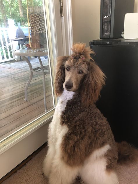 Long Haired Poodle, Poodle Haircuts Standard, Poodle Ponytail, Canine Aesthetic, Standard Poodle Haircut Styles, Dog Mohawk, Poodle Colors, Standard Poodle Grooming, Standard Poodle Haircuts