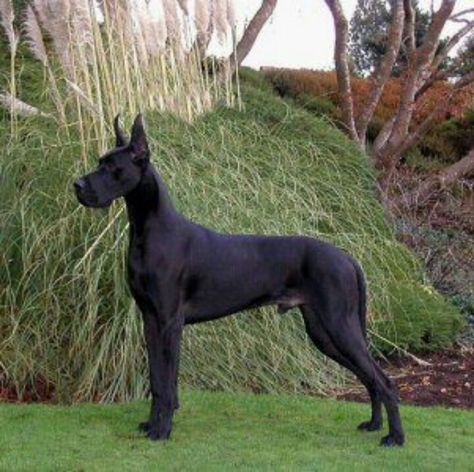 Great Dane Cropped Ears, Dogs Bedroom, Biggest Great Dane, Black Great Danes, Dogs Big, Dane Puppies, Great Danes, Great Dane Puppy, Dane Dog