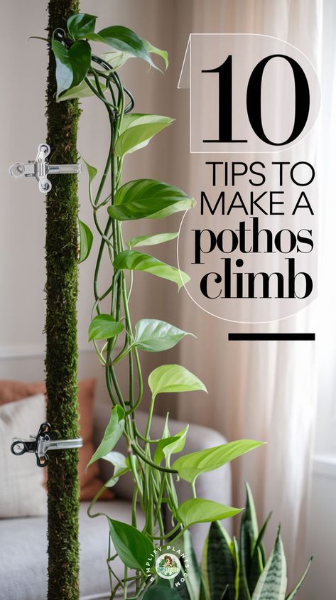 "Unlock the beauty of your indoor space with our 10 Tips to Make a Pothos Climb! Discover simple tricks for stunning indoor vines that enhance your home decor. Master Pothos care and elevate your indoor plant care game with expert houseplant tips. Learn about the best plant support options for your climbing plants, explore plant propagation techniques, and get inspired with gardening tips and DIY plant projects. Transform your living area with lush greenery inspiration today!" Propagating Pothos In Water, How To Make Pothos Fuller, Pathos Plant Care, Pothos Wall Climbing, Pathos Plant Decor, Pothos Aesthetic, Pothos Climbing Ideas, Trailing Plants Indoor, Pothos Care Tips