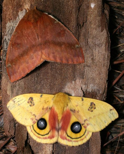 Flannel Moth, Poodle Moth, Io Moth, Brown Moth, Types Of Moths, Fuzzy Caterpillar, Cecropia Moth, Moth Species, Colorful Moths