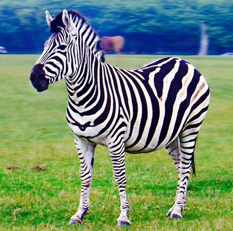 There are three different species of Zebra that are found in Africa which are the Common Zebra (also known as the Plains Zebra and the Burchell's Zebra), the Grevy's Zebra (also known as the Imperial Zebra) and the Mountain Zebra. They are incredibly sociable animals that can travel vast distances in search of fresh grass and water but are severely threatened. Today, both the Grevy's Zebra and the Mountain Zebra are considered to be endangered species. Zebra Reference, Zebra Pictures, Mountain Zebra, Plains Zebra, Simple Western Wallpaper Iphone, Swimmable Mermaid Tail, Black And White Horse, Zebra Wallpaper, Horse Family