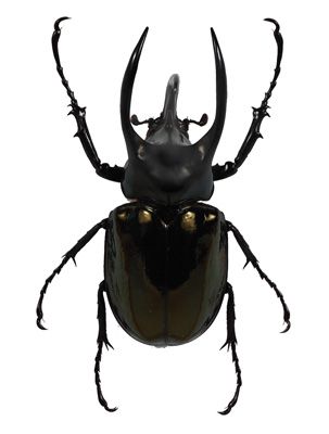 Chalcosoma atlas Types Of Beetles, Black Beetle, Rhino Beetle, Nature Science, Beetle Insect, Cool Bugs, Stag Beetle, Beetle Bug, Animal Groups