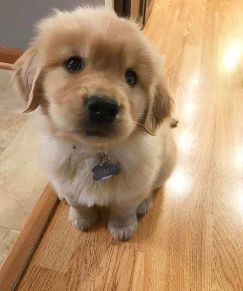 #goldenretriever #cute #cutedog #puppy #puppies #love #pet #dogs #doglovers #dogsofinstagram #petlovers Fluffy Golden Retriever, Teacup Pomeranian Puppy, Puppy Golden Retriever, Golden Retriever Mix, Golden Retriever Puppies, Retriever Puppies, Golden Retriever Puppy, Retriever Puppy