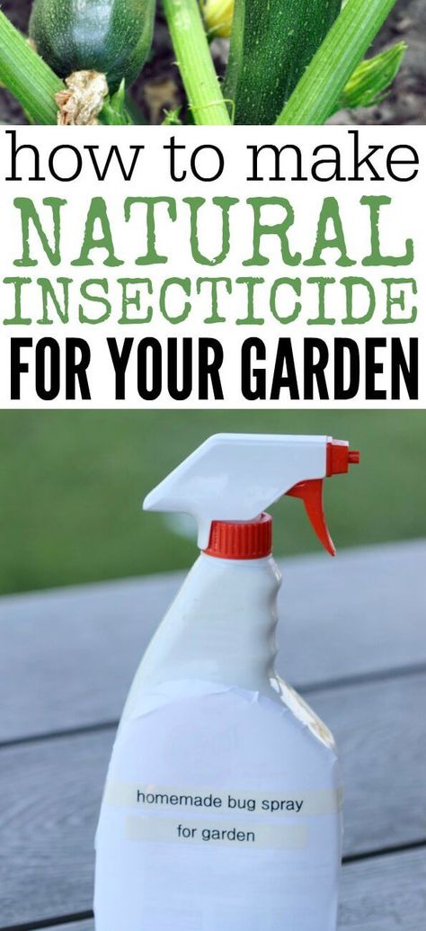 Learn how to make all Natural Pesticide for your Garden. Homemade Insecticide is easy to make and much better than store bought chemicals. Anyone can make this homemade insecticide for plants. Try this all natural insecticide. You will love this homemade insecticide for garden vegetables. #onecrazymom Insecticide For Plants, Pesticides For Plants, Homemade Insecticide, Homemade Bug Spray, Organic Insecticide, Natural Insecticide, Natural Pesticides, Insect Spray, Organic Pesticide