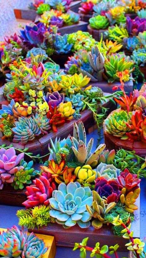 Rainbow Succulent, Kaktus Dan Sukulen, Succulent Garden Design, Succulent Garden Diy, Alpine Plants, Colorful Succulents, Poisonous Plants, Succulent Gardening, Garden Types