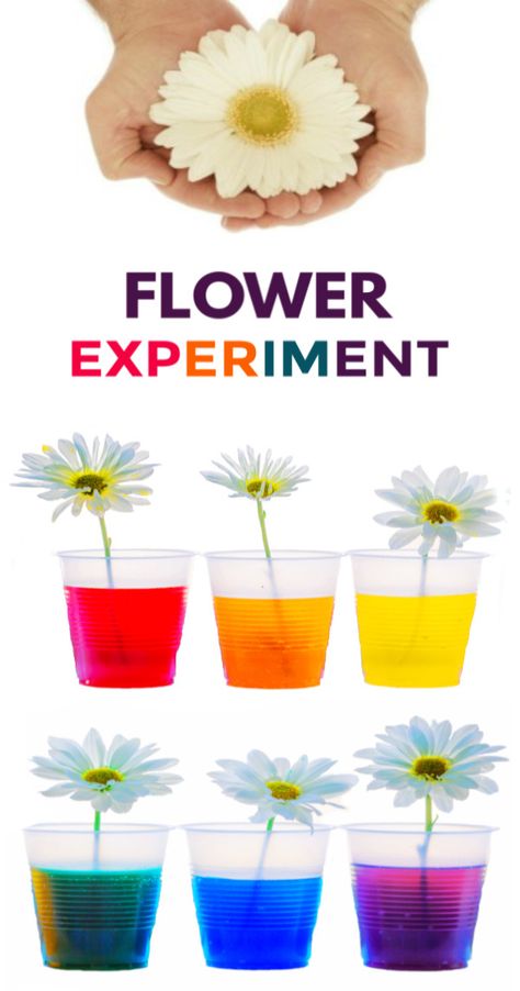 Learn about plants and how they thrive with the color changing flower experiment for kids!  This flower rainbow is made using food coloring and makes a great science fair project for elementary! #rainbowflowers #rainbowflowerexperiment #flowers #colorchangingflowers #flowerexperimentfoodcoloring #flowerexperimentsforkids #dyeingflowers #sciencefairprojects #scienceexperimentskids #growingajeweledrose Science Fair Projects For Elementary 3rd, Psychosocial Activities, Flower Experiment, Elementary Science Experiments, Science Experiments Kids Preschool, Preschool Food, Science Experiments Kids Elementary, Experiments Kids, Flower Kids