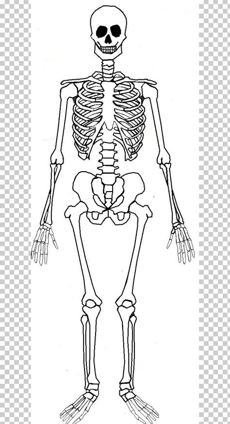 Body Skeleton Anatomy, Full Body Skeleton Sketch, Skeleton Body Sketch, Body Bone Drawing, Skeleton System Drawing, Leg Skeleton Drawing, Skelton Ideas Drawing, Full Body Skeleton Drawing, Skeleton Body Drawing Simple