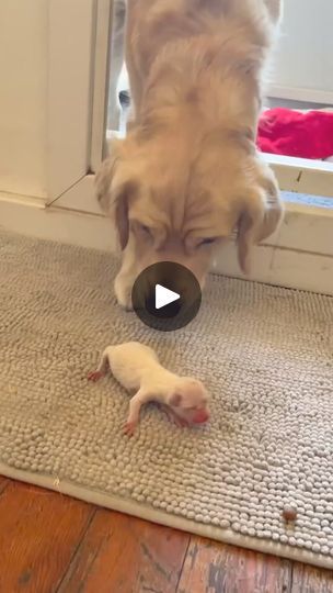 538K views · 6K reactions | Golden retriever mama picks her puppy up 
#dog #dogsofinstagram #doglife #doglover #dogsofinsta #dogs_of_instagram #doggo #goldenretriever #goldenretrieversofinstagram #goldenretrieverpuppy #goldenretrieverlovers | Linda J. Medina | Linda J. Medina · Original audio Cocker Spaniel Golden, Golden Cocker Spaniel, Golden Cocker, Dog Needs, Cocker Spaniel Puppies, Cocker Spaniel Dog, English Cocker, English Cocker Spaniel, Makeup Looks For Brown Eyes