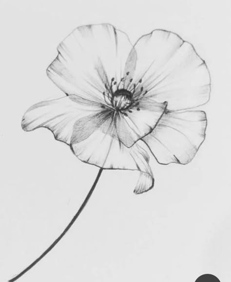 Poppy Tattoo Drawing, Poppy Ink Drawing, Black And White Poppy Flower Tattoo, Poppy Head Tattoo, Poppy Flower Tattoo Black And White, Poppy Back Tattoo, Poppy Tattoo Black And White, Tattoo Poppy Flower, Poppy Flower Tattoo Design