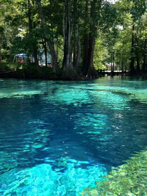 Ginnie springs, north florida Vacation Destinations Europe, Ginnie Springs, Destination Vacation, Florida Springs, Europe Vacation, Canoeing, Vacation Places, Alam Yang Indah, Beautiful Places To Travel