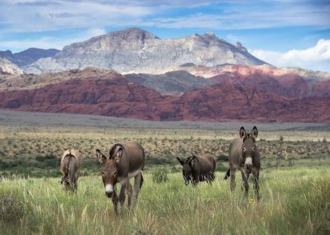 Wild burros near Red Rock Canyon, Las Vegas, NV.: Red Rock Las Vegas, Red Rock Canyon Las Vegas, Red Rock Canyon National Conservation Area, Southwest Travel, Red Rock Canyon, Dude Ranch, Donkeys, Wild Things, Red Rock