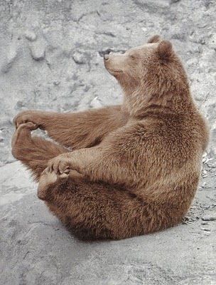 Bears are my favorite animal.  Majestic, mighty, and cute. :) Yogi Bear, Love Bear, Cute Creatures, Sweet Animals, Animal Planet, Animal Photo, Brown Bear, 귀여운 동물, Animals Friends