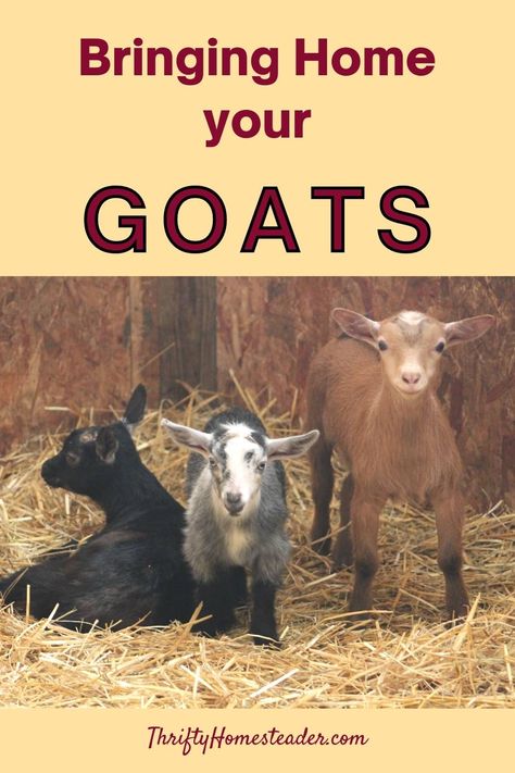 three baby goats Breeding Goats, Keeping Goats, Urban Chicken Farming, Happy Goat, Feeding Goats, Goat Herding, Goat Care, Homesteading Ideas, Urban Chickens