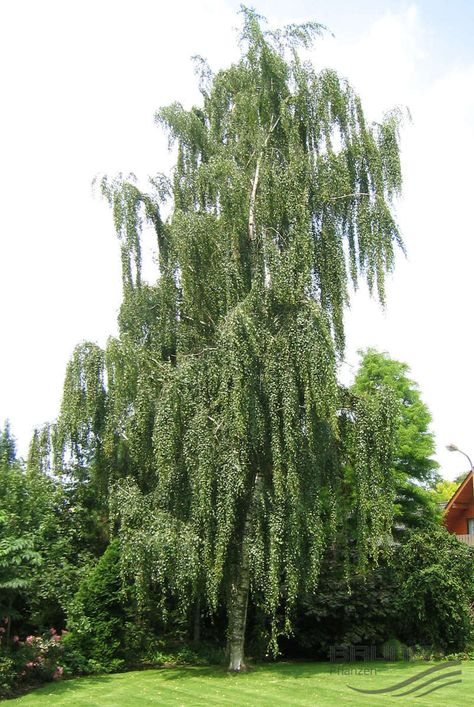 Weeping white bark birch Weeping Birch Tree, Weeping Birch, Chelsea 2023, How To Draw Trees, Acreage Landscaping, Creek Garden, Draw Trees, Weeping Trees, Betula Pendula