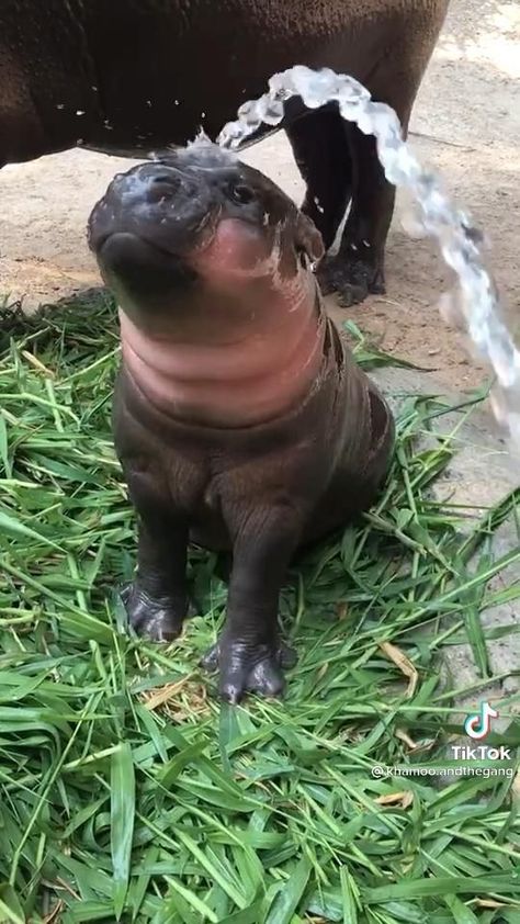 Buried Up To Neck, Pygmy Hippo Baby, Cute Weird Animals, Pigmy Hippos, Funny Baby Animals Videos, Baby Hippos Cute, Animals Beautiful Amazing Photos, Hippo Videos, Hippos Cute