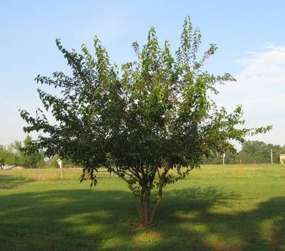 Red Mulberry - Red mulberry trees are native to many parts of the United States. They produce fruit similar to blackberries. The fruit are highly perishable and leave a mess on sidewalks and hard surfaces. Red Mulberry Tree, Canopy Trees, Hackberry Tree, Mulberry Trees, Seedlings Indoors, Front Yard Plants, Desert Design, Augusta Ga, Tree Canopy