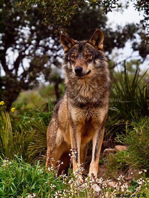 Wolf Species Analysis: The Iberian Wolf | Wolf Amino Amino Silly Wolves, Therian Types, Tribe Aesthetic, Wolves Aesthetic, Forest Tribe, Coastal Wolf, Iberian Wolf, Wolf Species, Golden Jackal