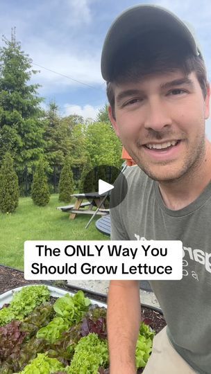 246K views · 5K reactions | Once you grow lettuce, this way, you won’t ever grow any other way again!  #garden #gardening #instagarden #gardentip #gardeningtips #lettuce | MIgardener Lettuce Regrow, How To Grow Lettuce From Seed, Growing Lettuce In Containers From Seed, Planting Lettuce From Seed, Grow Lettuce From Scraps, Regrow Lettuce, Planting Lettuce, Patio Container Gardening, Growing Lettuce