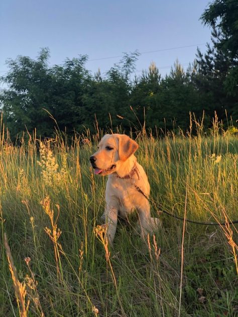 Golden Labrador Aesthetic, Lab Puppy Aesthetic, Dog Person Aesthetic, Caleigh Core, Labrador Retriever Aesthetic, Labrador Aesthetic, Gold Labrador, Golden Labrador Puppies, Golden Lab