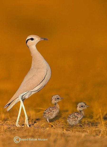 Wild Birds Unlimited, Baby Birds, Photo Of The Day, Exotic Birds, Pretty Birds, Bird Photo, Best Photo, Colorful Birds, Wild Life