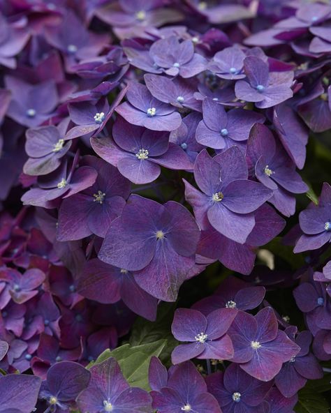 Hydrangea macrophylla 'Deep Purple' (one of the dwarf from European breeding last century - possibly Ami Pasquier by the white eye) Deep Purple Hydrangea, Purple Hydrangeas, Types Of Hydrangeas, Purple Hydrangea, Hydrangea Garden, Hydrangea Macrophylla, Hydrangea Purple, Dark Flowers, Nature Plants