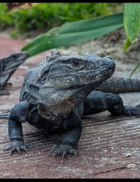 A big lizard Big Lizard, Green Lizard, Images Of Animals, List Of Animals, Animals Images, Quality Images, Reptiles, High Quality Images, Nature Photography