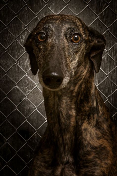 Brindle Greyhound, Lurcher Dog, Greyhound Adoption, Fox Dog, Stop Animal Cruelty, Grey Hound Dog, Best Dog Breeds, Spain Portugal, Love My Dog