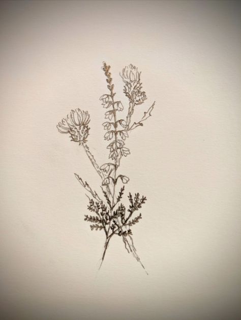 Thistle Heather Tattoo, Feminine Scottish Tattoo, Heather And Thistle Tattoo, Scottish Thistle And Heather Tattoo, Scottish Heather Drawing, Scottish Heather Tattoo Flower, Scottish Themed Tattoos, Thistle Bouquet Tattoo, Thistle And Heather Tattoo