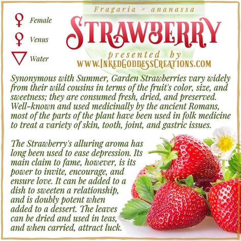 Herbal Witch, Kitchen Witch Recipes, Magickal Herbs, Strawberry Summer, Plant Magic, Magic Herbs, Kitchen Witchery, Eclectic Witch, Magical Herbs