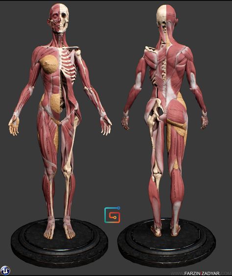 Woman Muscle Anatomy, Female Muscle Anatomy, Female Back Muscles, Female Anatomy Model, Human Anatomy Female, Human Muscle Anatomy, Anatomy Practice, Anatomy Sculpture, Anatomy Models