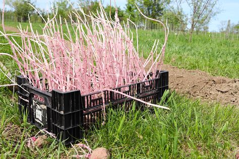 Planting Seed Potatoes, Sprouting Potatoes, Potato Varieties, Canned Potatoes, How To Store Potatoes, Planting Potatoes, Growing Potatoes, Soil Layers, New Potato