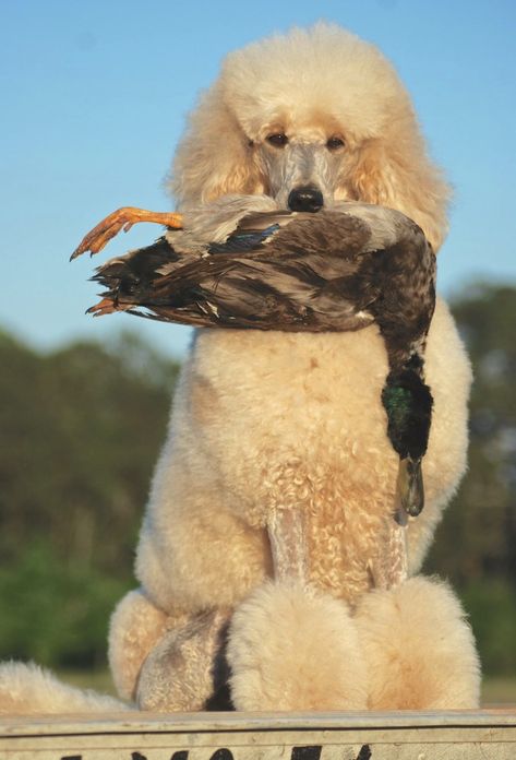 Grace Poodle Hunting, Hunting Poodle, Silly Puppies, Standard Poodle Grooming, Wind Beneath My Wings, Poodle Standard, Dog Dye, Parti Poodle, Poodle Haircut