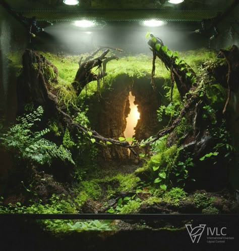 Bioactive Vivarium, Vivarium Ideas, Frog Terrarium, Tanaman Air, Fish Tank Themes, Aquarium Garden, Amazing Aquariums, Fish Tank Terrarium, Aquascape Design