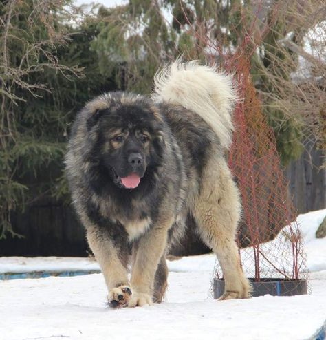 Sarplaninac Dog, Russian Shepherd, Caucasian Dog, Dog Fursona, Russian Bear Dog, Caucasian Ovcharka, Caucasian Shepherd Dog, Caucasian Shepherd, Tibetan Mastiff