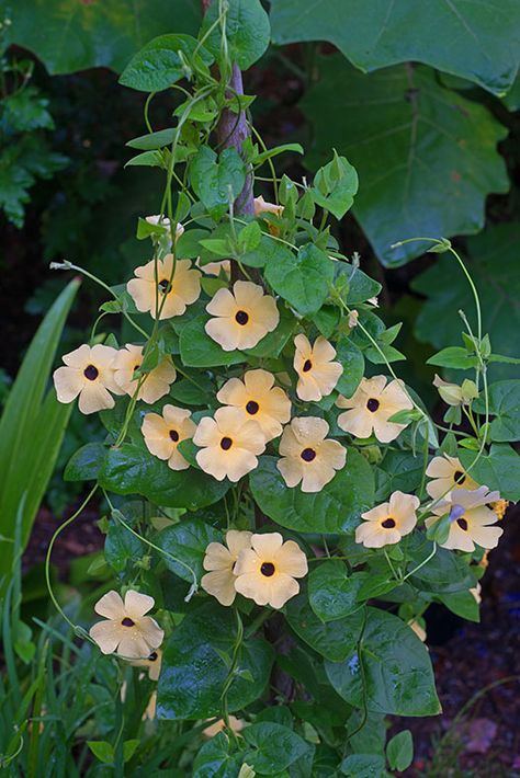 Go Vertical With Black-Eyed Susan Vines - Carolina Country Black Eyed Susan Vine Trellis, Black Eyed Susan Companion Plants, Black Eye Susan Vine, Black Eye Susan, Blackeyed Susans Flowers, Black Eyed Susan Vine, Garden Arches, Budget Garden, Southern Garden