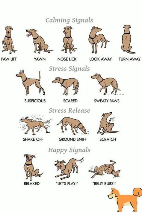 English Dogs, Tattoos For Dog Lovers, Dog Body Language, Dog Language, Dog Brain, Dog Facts, Dog Info, Puppy Care, Dog Training Obedience