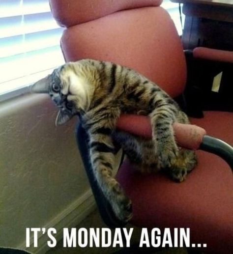 Monday Blues Monday Cat, Humor Animal, Friday Pictures, I Hate Mondays, Cute Kittens, Crazy Cat Lady, Crazy Cats, Cat Pics, Kittens Cutest