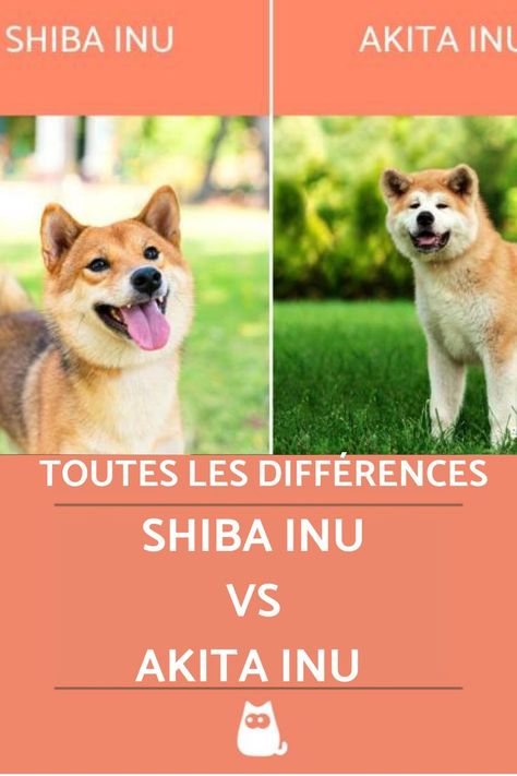 Akita Inu, Shiba Inu, Dogs, Animals