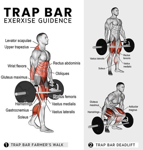 When performing trap bar deadlifts for the purpose of building muscle, it is generally recommended to use a rep range of 8-12 reps per set. This rep range is considered to be the "hypertrophy range," as it has been shown to be effective for promoting muscle growth. It's also important to note that trap bar deadlifts are a compound movement that work multiple muscle groups like glutes, hamstrings, quads and lower back. Take care! 💪😁 Deadlift Muscles Worked, Hex Bar Deadlift, Trap Bar Deadlift, Leg Workouts Gym, Workout Gym Routine, Farmers Walk, Best Gym Workout, Power Training, Workout Splits