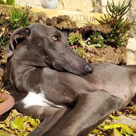 We are specialized in exotic colors (blue lilac and chocolate) of the Spanish Greyhound (galgo in Spanish... Spanish Greyhound, Greyhound Pictures, Blue Lilac, Dream Dog, Weimaraner, Whippet, Greyhound, Lilac, Adoption