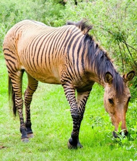 A very pretty zorse. (Zebra x horse)Zorse Zebra Horse, Female Horse, Animal Aesthetic, Majestic Horses, Rare Horses, Behind Blue Eyes, Rare Animals, Horse Crazy, Equine Art