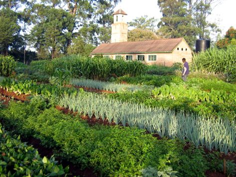 If you want a highly productive garden at home, biointensive gardening is for you. This method allows you to produce the most amount of food for your space. Biointensive Gardening, Make Compost, Productive Garden, Garden At Home, Horse Manure, Edible Seeds, Companion Plants, Ground Covering, Gardening 101