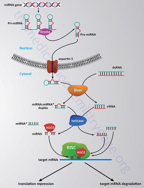 Regulation of Gene Expression - The Medical Biochemistry Page Medical Biochemistry, Rna Polymerase, Acetyl Coa, Dna Methylation, Rett Syndrome, Eukaryotic Cell, Dna Replication, The Mechanisms, Gene Expression