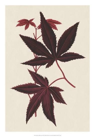 Japanese Maple Leaves, Tattoo Homme, Elements Tattoo, Japanese Maple Tree, Japanese Tattoo Designs, Leaf Drawing, Tattoo Designs And Meanings, Japanese Maple, Maple Leaves