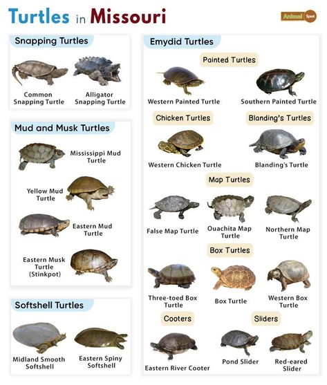 List of Turtles Found in Missouri (With Pictures) Galapagos Islands Animals, Animals With Antlers, Omnivorous Animals, Oviparous Animals, Melanistic Animals, Poisonous Animals, Types Of Turtles, Animals That Hibernate, Fat Animals