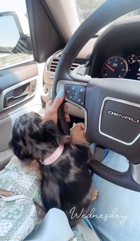 In Car Aesthetic, Cowgirl Instagram, Dog In Car, Trucks Country, Girl With Dog, Fashion Motivation, Truck Girl, Puppy Photography, Vintage Cowgirl