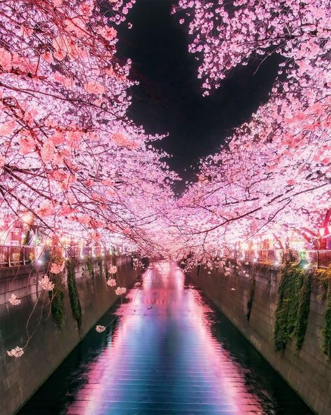 Japan 🌊 on Twitter: "Meguro River… " Meguro River, Japan Cherry Blossom, Cherry Blossom Wallpaper, Japan Picture, Cherry Blossom Japan, Chinese Aesthetic, Sakura Tree, Cherry Blossom Flowers, White Day