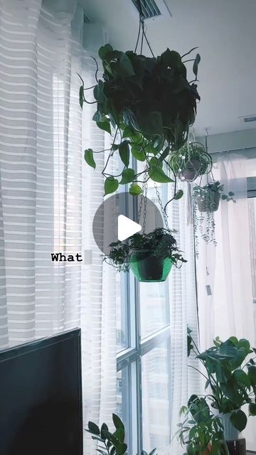 Thria 💜 on Instagram: "I was so thrilled when I saw this green vase from a thrift store, I always wanted a glass hanging planter. So decided to do make it this way, the black hooks are from my dollar store metal hanging planter, but that’s too wide and couldn’t hold my small plant pots. I love how this one turned out. Let me know what do you think 💜🌿🪴 . . . . . . . . #apartmenttherapy #interirordesign #planterhack #hangingplantertutorial #homehacks #hometips #darkinteriors #midmoderncentury #practicaldecor #whatithriftedvshowistyledit #whatithrifted" Small Plant Pots, Black Hooks, Metal Hanging Planters, Small Potted Plants, Dark Interiors, Green Vase, Hanging Planter, Plant Pots, Small Plants