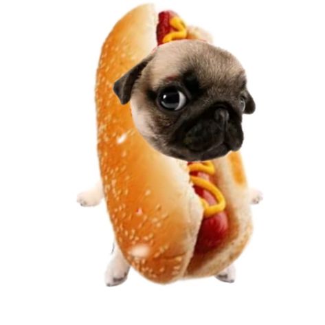 es un perro salchicha Dog Filter Pfp, Puppies Aesthetic, Dog Filter, Cute Grunge, Goofy Dog, Baby Pugs, Pet Halloween Costumes, Funny Animal Photos, Silly Cats Pictures